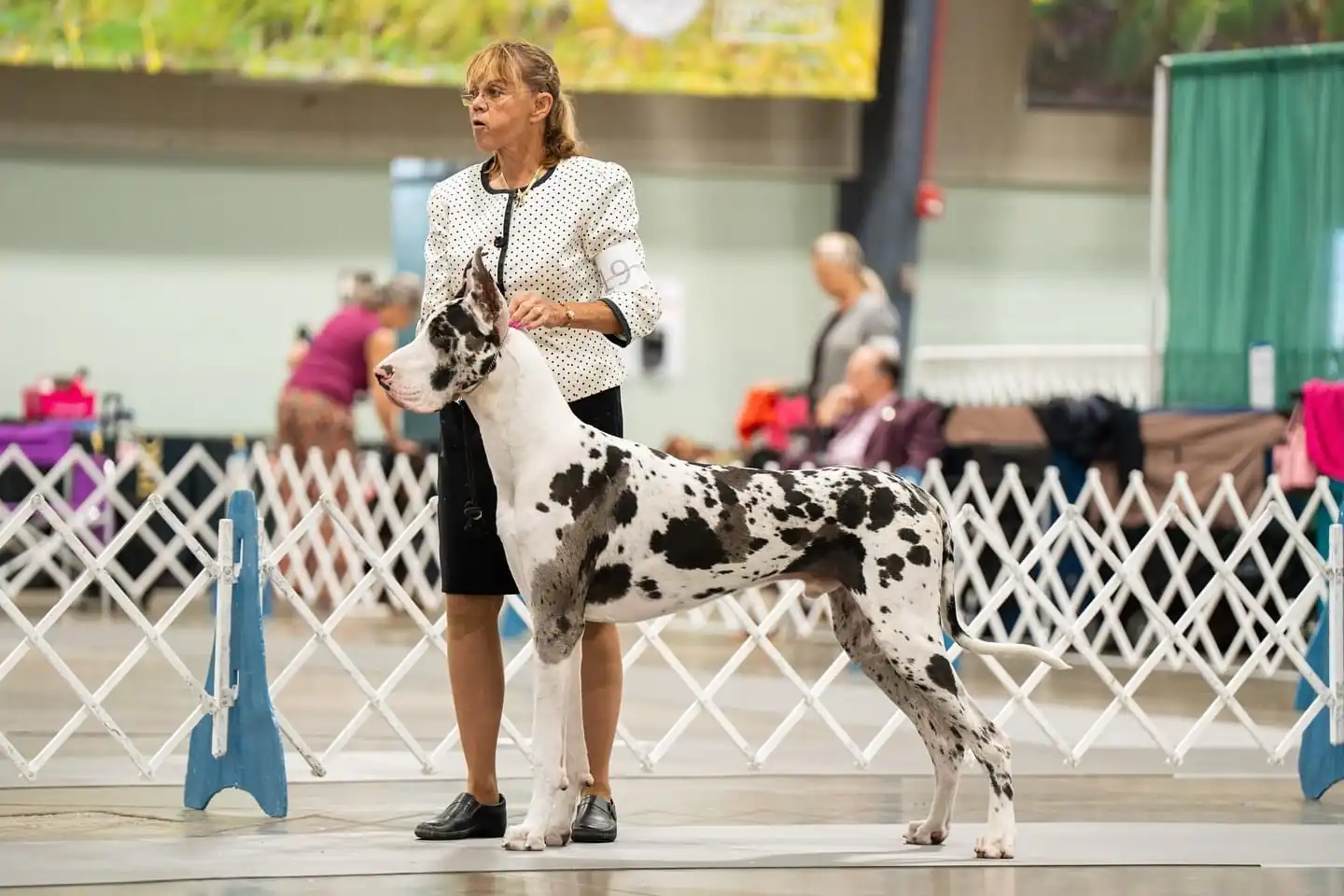 Great Dane Sire Albus 2024